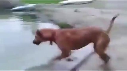 Most viral video, Dog save the owner from drowning