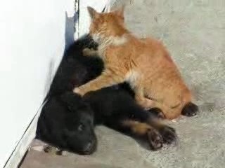 Thai massage