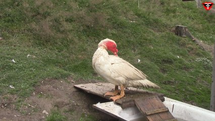 Duck is cleaning itself