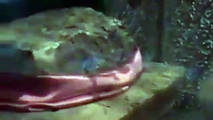 Muhammad Amin Shaheedi