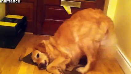 Perritos con limones. Mira que reacciones!!!