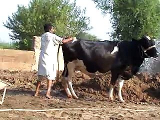 EH dairy farm 419jb  (70) ANIMALS