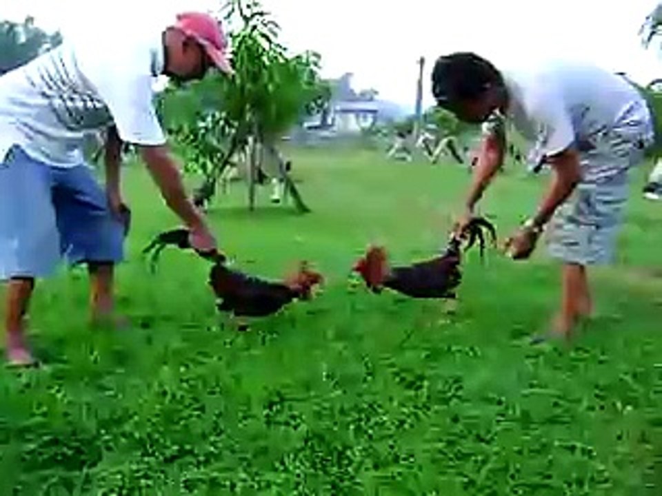 manok
