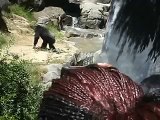 Male Chimpanzees fight over female- LA ZOO