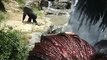 Male Chimpanzees fight over female- LA ZOO