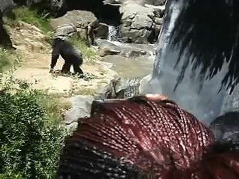 Male Chimpanzees fight over female- LA ZOO