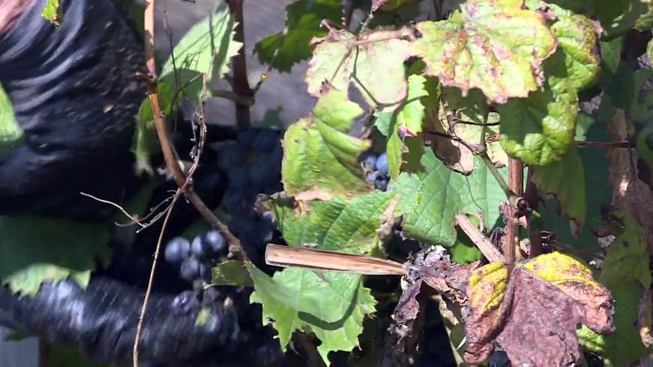 Keine wein-lese ohne touristen in mendoza