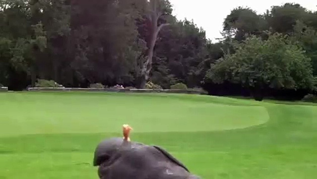 Hawk at Adare Manor