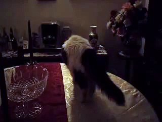 Cat gets stressed and surprised  when i throw lots of bubbles