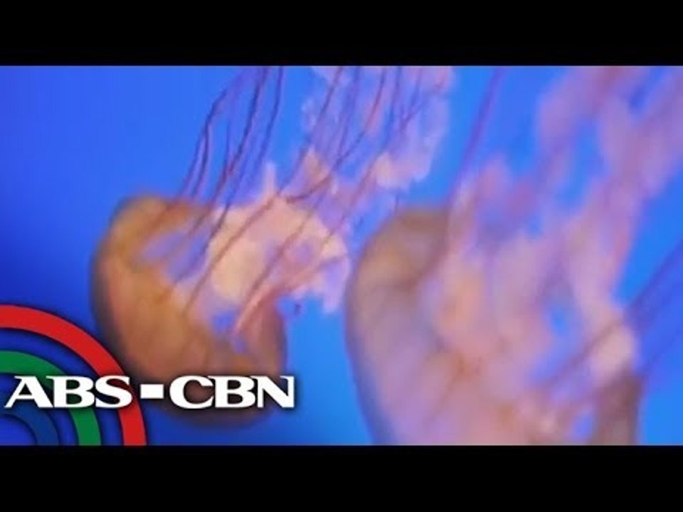 How to treat venomous jellyfish sting