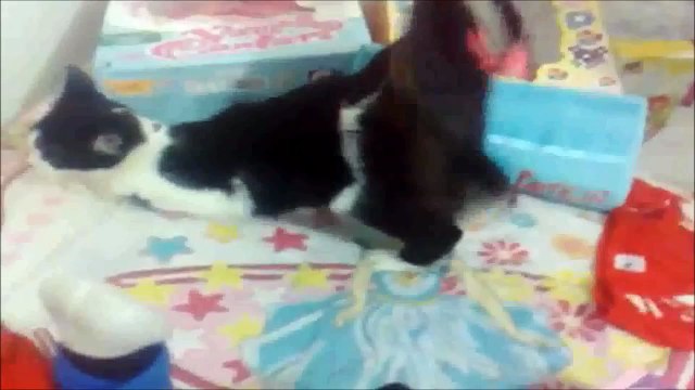 Gato Michael Jackson dançando Moonwalker