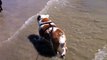 English Bulldog Boogie Having Fun at Del Mar Dog Beach