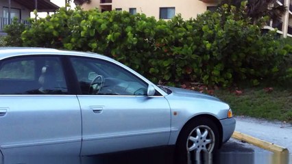 Bird Attacking Himself in a Car Mirror