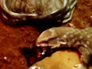 Lizard eating Scorpion