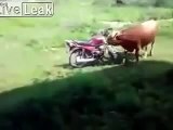 Toro confunde una moto con una vaca y se le monta