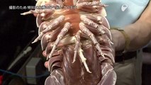 巨大深海生物ダイオウグソクムシ - Giant isopod which lives in the deep sea