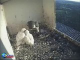 Peregrine Falcons in the Netherlands 6:30 breakfast May 2nd