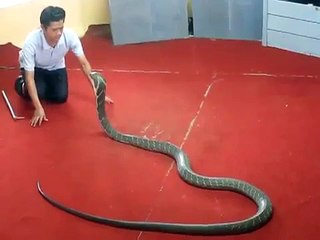 [Entertainment] - kiss king cobra - kiss of death