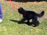Dog Trainer- 