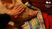 Cerdos durmiendo - Sleeping Pigs
