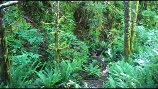 Bull Roosevelt Elk and Blacktail bucks - Trail Camera - Oregon Coast