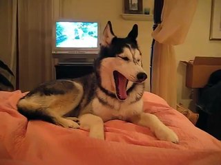 Husky Dog Talking and Singing 'I love you'