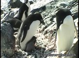 アデリーペンギンの親子／Adelie Penguins nurseling chicks