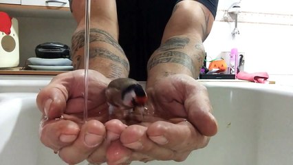 A bird takes a bath in the hands of a man