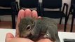 Kiwi the Rescued Squirrel (via Animals on Vine) by?syndication=228326