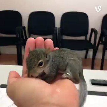 Kiwi the Rescued Squirrel (via Animals on Vine) by?syndication=228326