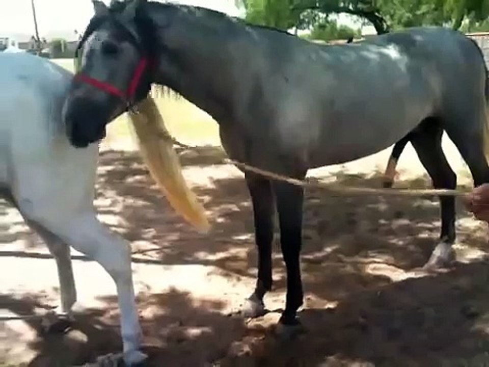 Andalusian making a baby