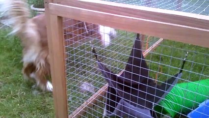 The ferrets chasing the dog whilst he plays fetch!