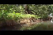 Crónicas de la Vida Silvestre - Ecosistemas Vulnerables - Manglares