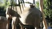 Asian & African Elephants - Endangered Species