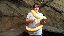 Creature Feature: Burmese Pythons