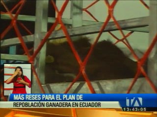 Llega quinto lote de ganado importado de Paraguay