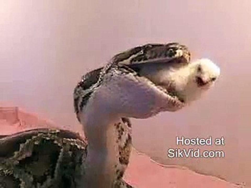 The snake ate the chicken video Dailymotion