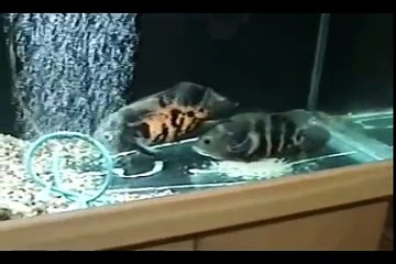 Peixe Oscar Desova Reprodução Apaiari 1 de 3