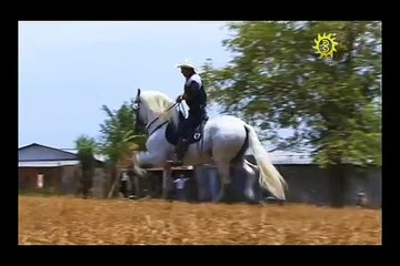 Caballo Costarricense de Paso Piropo. Semental a Disposición