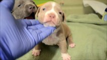XL Bully Pitbull Puppies For Sale Feb-2015