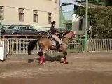 Akhal-Teke Stallion Grom Performs Dressage