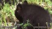 May 12, 2012 - Jewel the Black Bear - Jewel and her cubs 02