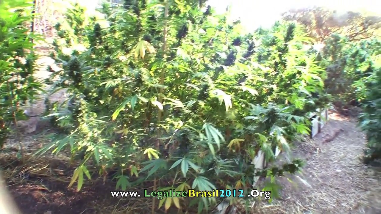 Colheita Outdoor de Cannabis Medicinal na Califórnia - Outubro/2010  - Lua Cheia (Harvest Moon)