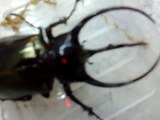Chalcosoma caucasus from Kingdom of Beetle Taiwan (origin :Indonesiea ) Largest beetles in Asia!!