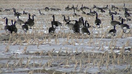 Canada Geese in Winter: JVC GC-PX100