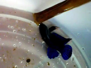 fighting fish training(plakat half blood Pad reiw-Petchaburi)