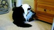 REAL CAT VERSUS FAKE MOUSE - WHO WINS - FUNNY IPAD TRICK WITH OUR FURRY FRIEND LOTS OF LAUGHS