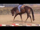 SOLD- AQHA All Around Gelding For Sale-Big, Beautiful, and Kind