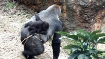 Too Cute! Baby gorilla(Age six months) and mom.上野動物園のゴリラの親子。(生後六ヶ月)