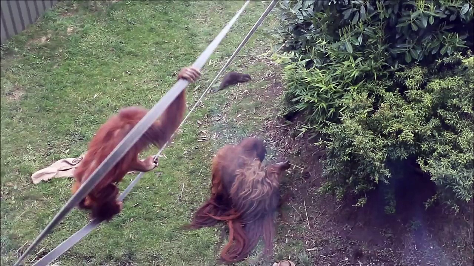 Orangutan vs Otters